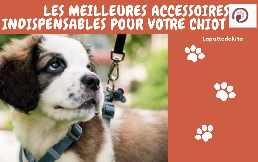 Les meilleures Accessoires indispensables pour votre chiot