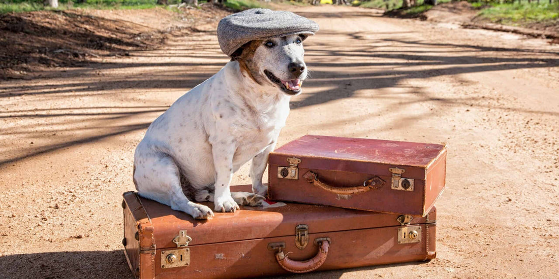 VOYAGER AVEC SON CHIEN