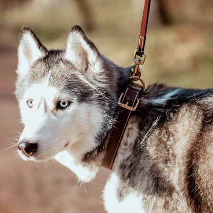 COLLIER CUIR CHIEN | MINIMALDOG