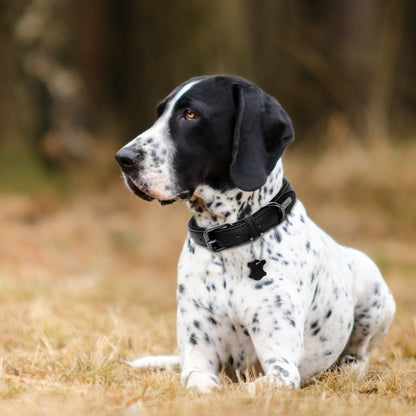 COLLIER POUR CHIEN | SIMILCUIR