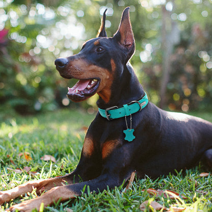 COLLIER POUR CHIEN | SIMILCUIR