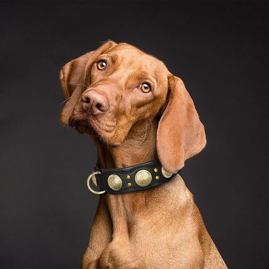 COLLIER POUR CHIEN | MOLOSSE