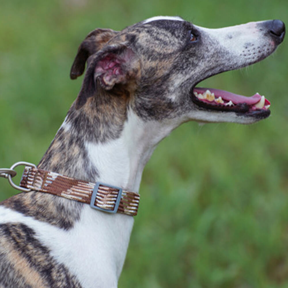 COLLIER POUR CHIEN ZIG-ZAG