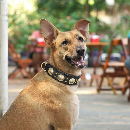 COLLIER POUR CHIEN | MOLOSSE