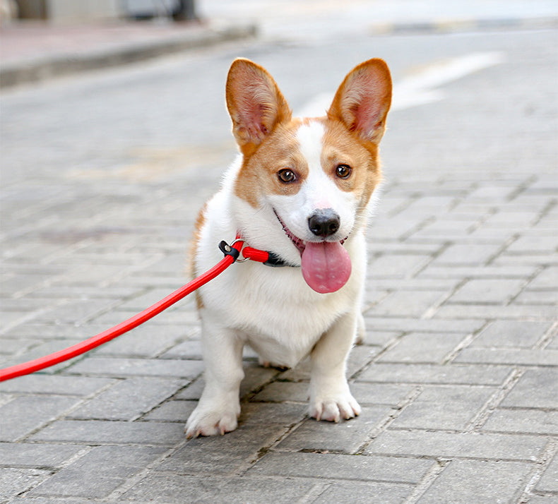 COLLIER POUR CHIEN | CONTROL