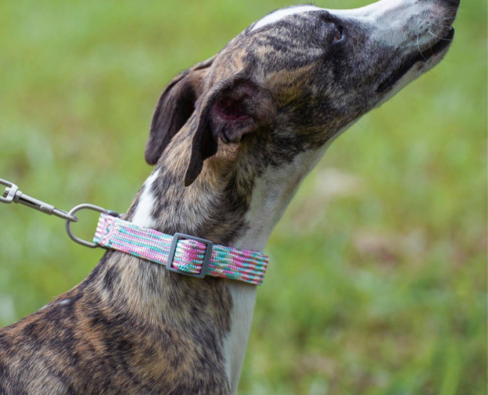 COLLIER POUR CHIEN ZIG-ZAG