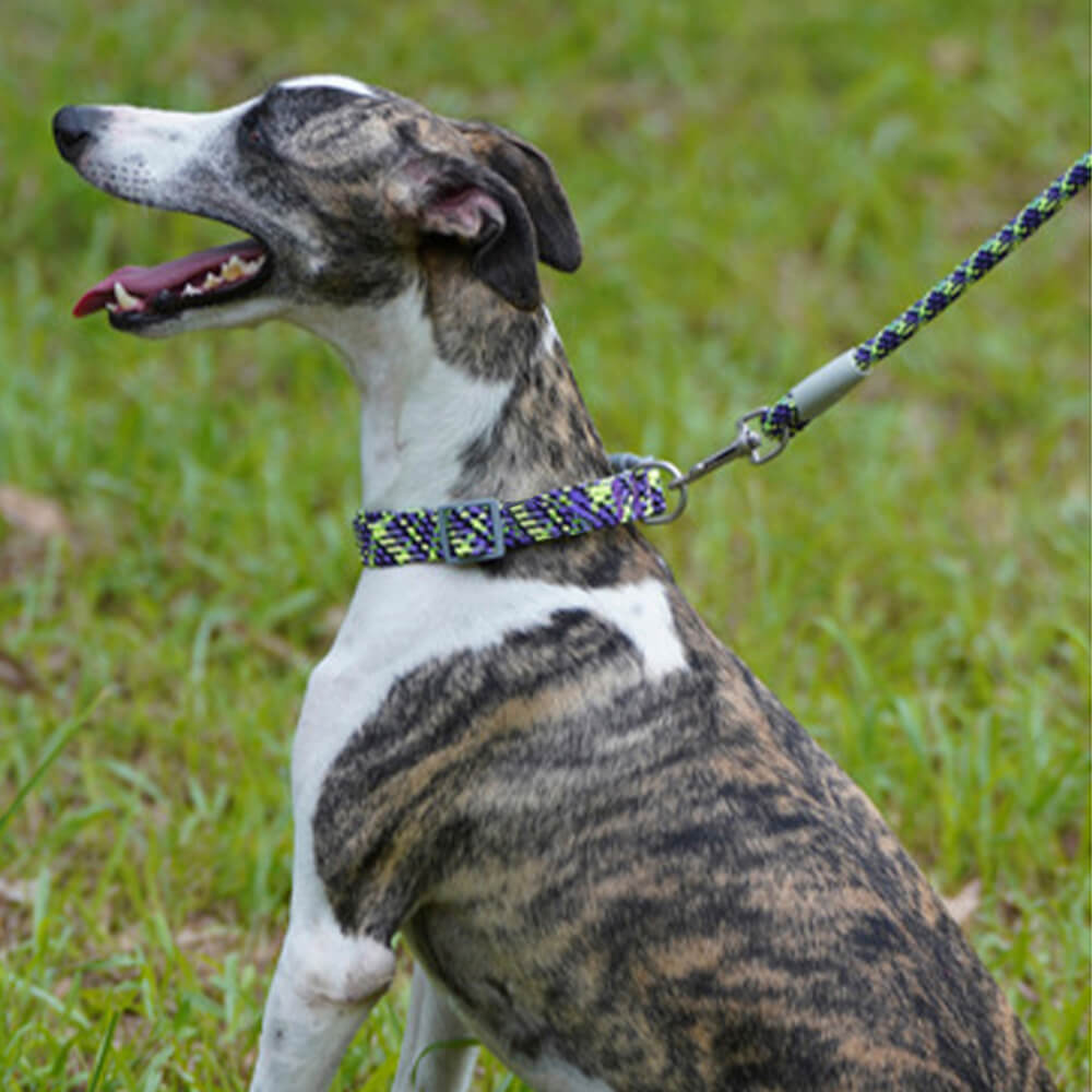 COLLIER POUR CHIEN ZIG-ZAG