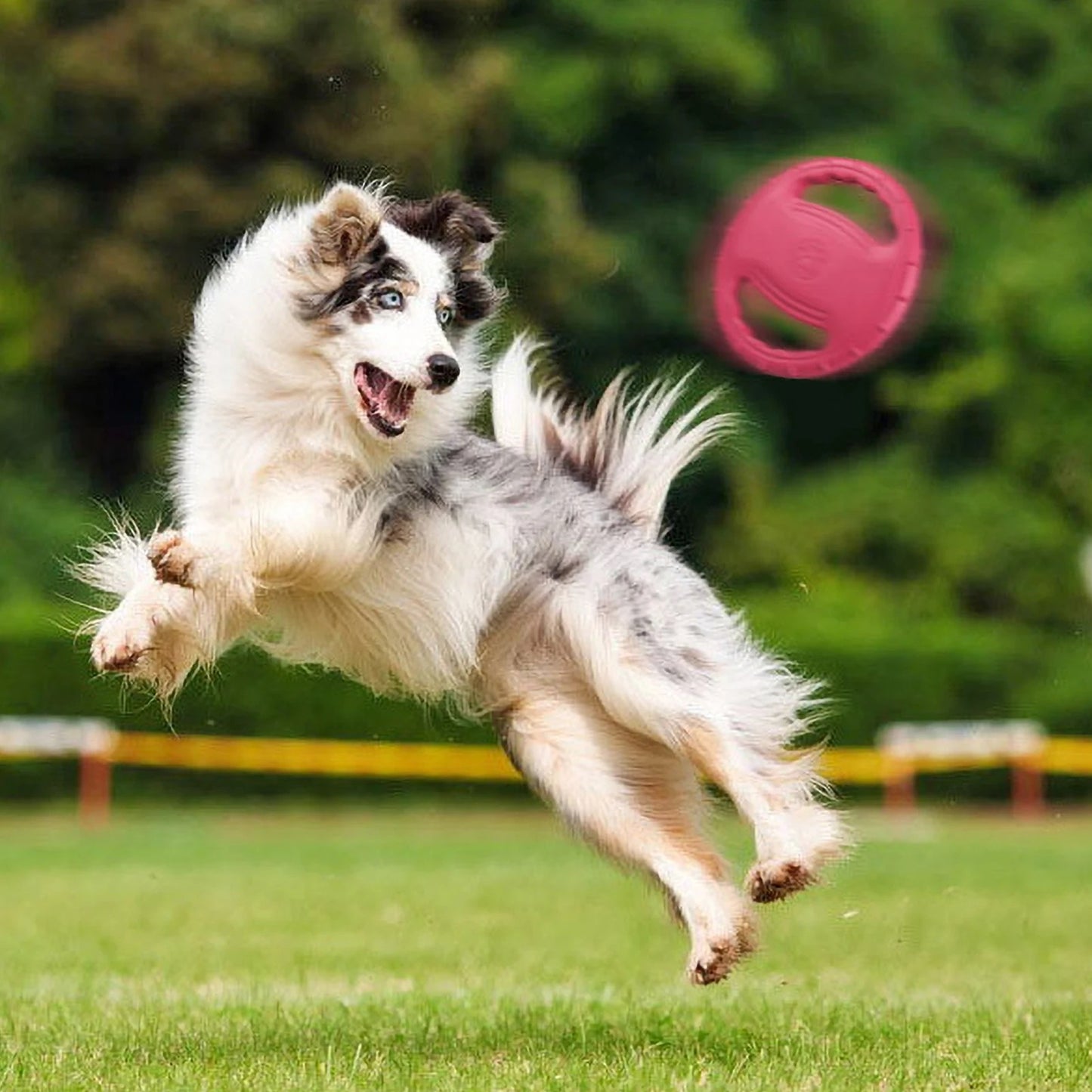 FRISBEE POUR CHIEN| Pat™