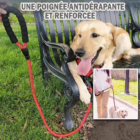 LAISSE POUR CHIEN CORDE | Corde™