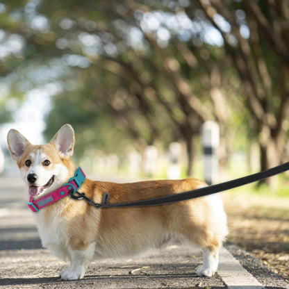 LONGE POUR CHIEN | LIBRE